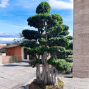 Macro Ficus Bonsai – 3.5 meters 1