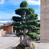 Macro Ficus Bonsai – 3.5 meters 1