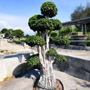Ficus Bonsai Microcarpa – Multihead 3 meter 1