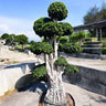 Ficus Bonsai Microcarpa – Multihead 3 meter 1