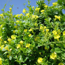 Mandevilla splendens – Yellow Bell Climber 3