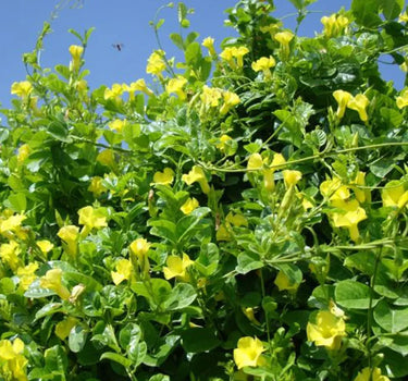Mandevilla splendens – Yellow Bell Climber 3