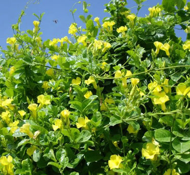 Mandevilla splendens – Yellow Bell Climber 3
