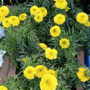 Marigold Box with Yellow Flowers Indoor Plants UAE. Yellow flowers with green leaves in a garden setting