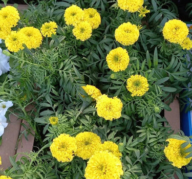 Marigold Box with Yellow Flowers Indoor Plants UAE. Yellow flowers with green leaves in a garden setting