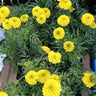Marigold Box with Yellow Flowers Indoor Plants UAE. Yellow flowers with green leaves in a garden setting