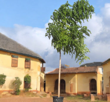 Millingtonia Hortensis – Indian Cork Tree (Tree Jasmine) 1