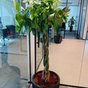 Money Tree Feng Shui Premium Plants UAE. Potted plant in an office setting with glass walls and chairs.