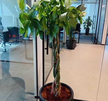 Money Tree Feng Shui Premium Plants UAE. Potted plant in an office setting with glass walls and chairs.