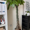Money Tree Twisted Big Indoor Plants UAE. Potted денеж树 plant in a room with a white shelf and black cabinet.