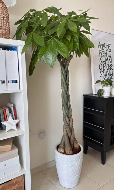 Money Tree Twisted Big Indoor Plants UAE. Potted денеж树 plant in a room with a white shelf and black cabinet.