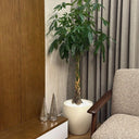 Money Tree in Matte Pot Plants UAE. Potted plant on a wooden shelf next to a chair with a neutral background