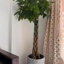 Money Tree in Matte Pot Plants UAE. Potted plant with braided trunk in a room with a curtain and wooden furniture.
