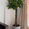 Money Tree in Matte Pot Plants UAE. Potted plant with braided trunk in a room with a curtain and wooden furniture.