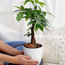 Money Tres Table Plant UAE. Person holding a potted plant on a white couch
