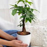 Money Tres Table Plant UAE. Person holding a potted plant on a white couch