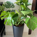 Monstera (Big Premium) Indoor Plant UAE. Potted Monstera plant on a tiled floor with a white wall background