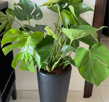 Monstera (Big Premium) Indoor Plant UAE. Potted Monstera plant on a tiled floor with a white wall background