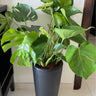 Monstera (Big Premium) Indoor Plant UAE. Potted Monstera plant on a tiled floor with a white wall background