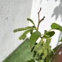 Morus Alba – Mulberry Tree 2