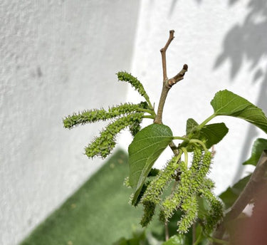 Morus Alba – Mulberry Tree 2