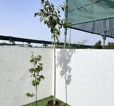 Morus Alba – Mulberry Tree 1