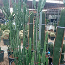 Multiple-Head Cactus (160–200 cm) Outdoor Plants Dubai. Potted cacti in a greenhouse setting