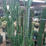 Multiple-Head Cactus (160–200 cm) Outdoor Plants Dubai. Potted cacti in a greenhouse setting