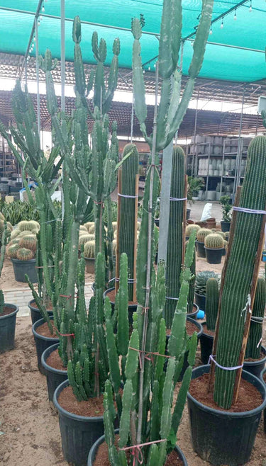 Multiple-Head Cactus (160–200 cm) Outdoor Plants Dubai. Potted cacti in a greenhouse setting
