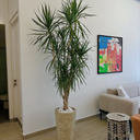 Multiple Head Yukka In Rustic Big Indoor Plants UAE. Potted plant in a living room with a colorful abstract painting on the wall.