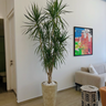 Multiple Head Yukka In Rustic Big Indoor Plants UAE. Potted plant in a living room with a colorful abstract painting on the wall.
