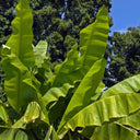 Musa Spp – Banana Tree 5