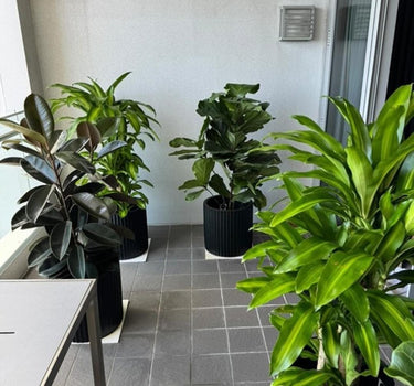 Office Plant Bundle (4 Pieces) Premium Indoor Plants UAE. Indoor plants in black pots on a tiled floor with a neutral wall background
