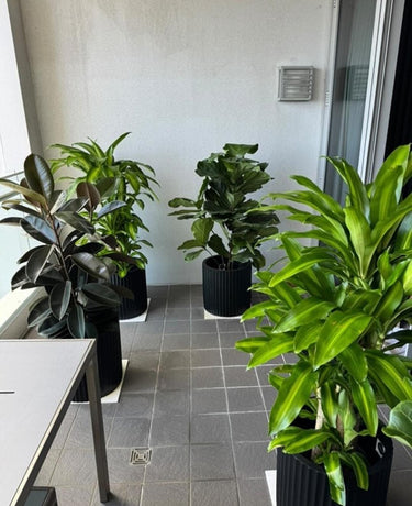Office Plant Bundle (4 Pieces) Premium Indoor Plants UAE. Indoor plants in black pots on a tiled floor with a neutral wall background