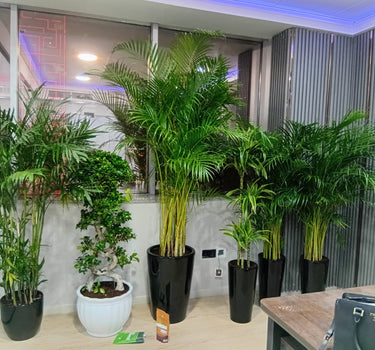 Office Plant Bundle (5 Pieces) Premium Palm and Bonsai Plants UAE. Indoor plants in pots on a table with a reflective wall in the background
