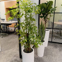Office Plant Bundle Large Fiddle Leaf, Five Finger, and Snake Plant, UAE. Potted plants in an office setting with desks and chairs in the background
