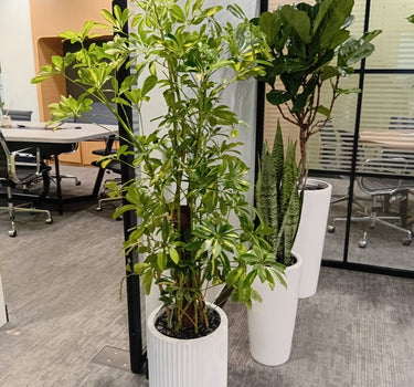 Office Plant Bundle Large Fiddle Leaf, Five Finger, and Snake Plant, UAE. Potted plants in an office setting with desks and chairs in the background