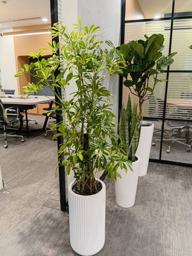 Office Plant Bundle Large Fiddle Leaf, Five Finger, and Snake Plant, UAE. Potted plants in an office setting with desks and chairs in the background