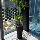 Office Plant Dracaena  Lemon Plants UAE. Potted plant on a balcony with cityscape view