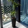 Office Plant Dracaena  Lemon Plants UAE. Potted plant on a balcony with cityscape view