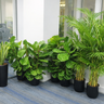 Office Plants Bundle -8 plants UAE. Row of potted plants in an office setting with large windows.