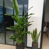 Office Plants Bundle Bird of Paradise + Snakeplant. Two potted plants in an office setting with a glass wall and fire extinguishers in the background.