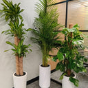Office Plants Premium Holland Money Plant + Areca Palm + Monstera 3pc Plants UAE. Three potted plants in a room with a window and office furniture.