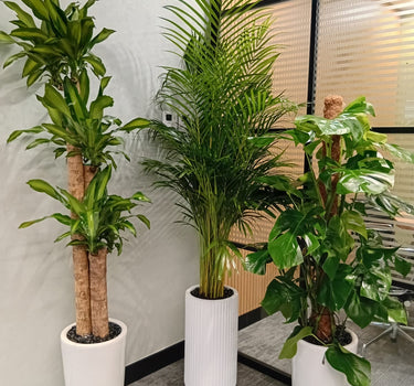 Office Plants Premium Holland Money Plant + Areca Palm + Monstera 3pc Plants UAE. Three potted plants in a room with a window and office furniture.