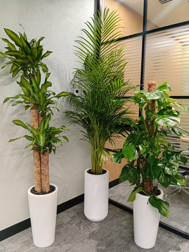 Office Plants Premium Holland Money Plant + Areca Palm + Monstera 3pc Plants UAE. Three potted plants in a room with a window and office furniture.
