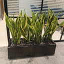 Office Plants in Rectangle Pot Plants UAE. Sansevieria plant in a pot on a gray floor with a striped wall in the background