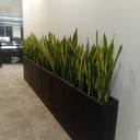 Office Plants Snakeplant in Fiber Indoor Plants UAE. Row of snake plants in black rectangular planters against a white wall.