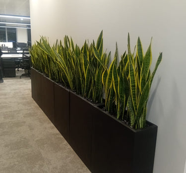 Office Plants Snakeplant in Fiber Indoor Plants UAE. Row of snake plants in black rectangular planters against a white wall.