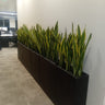 Office Plants Snakeplant in Fiber Indoor Plants UAE. Row of snake plants in black rectangular planters against a white wall.