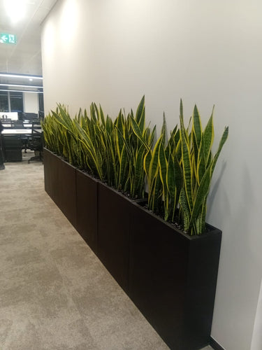 Office Plants Snakeplant in Fiber Indoor Plants UAE. Row of snake plants in black rectangular planters against a white wall.